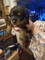 Rottweiler Puppies for sale in Lebanon, Oregon. price: NA