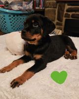 Rottweiler Puppies for sale in Rocky Mount, North Carolina. price: $140,000