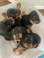 Rottweiler Puppies for sale in Denver, Colorado. price: $700