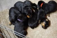 Rottweiler Puppies for sale in Bolingbrook, Illinois. price: $1,800