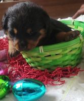 Rottweiler Puppies for sale in Coconut Creek, Florida. price: $1,500
