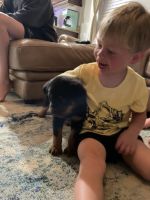 Rottweiler Puppies for sale in Sarasota, Florida. price: $1,500