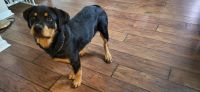 Rottweiler Puppies for sale in Dayton, Ohio. price: $700