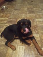 Rottweiler Puppies for sale in Tallassee, Alabama. price: $500