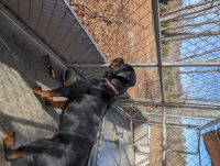 Rottweiler Puppies for sale in Martinsville, Virginia. price: $2,000