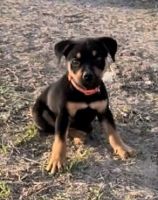 Rottweiler Puppies for sale in Greenville, NC, USA. price: $200