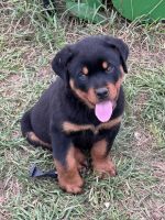Rottweiler Puppies for sale in Pleasanton, Texas. price: $100,000