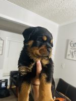 Rottweiler Puppies for sale in Athens, Georgia. price: $1,500
