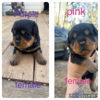 Rottweiler Puppies for sale in Athens, Georgia. price: NA