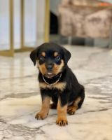 Rottweiler Puppies for sale in Los Angeles, CA 90014, USA. price: NA
