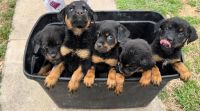 Rottweiler Puppies for sale in Clarksville, Tennessee. price: NA