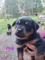 Rottweiler Puppies for sale in Blaine, WA, USA. price: $800