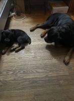 Rottweiler Puppies Photos