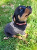 Rottweiler Puppies for sale in Olympia, Washington. price: $1,000