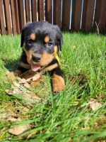 Rottweiler Puppies for sale in Olympia, Washington. price: $800