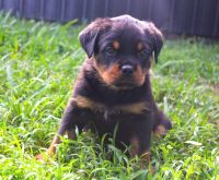 Rottweiler Puppies for sale in Hialeah Gardens, Florida. price: NA