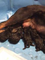 Rottweiler Puppies for sale in Amsterdam, New York. price: $2,000