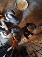Rottweiler Puppies for sale in Fayetteville, NC, USA. price: $800