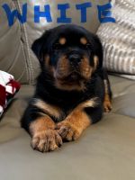 Rottweiler Puppies for sale in Brownsville, Texas. price: $750