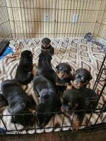 Rottweiler Puppies for sale in Miami, Florida. price: $850