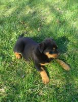 Rottweiler Puppies for sale in Clyde, NY 14433, USA. price: $350