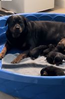 Rottweiler Puppies for sale in Tampa, Florida. price: NA
