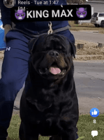 Rottweiler Puppies for sale in Temple, Texas. price: $1,500