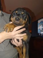Rottweiler Puppies for sale in Apache Junction, Arizona. price: NA