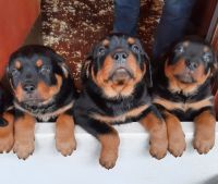 Rottweiler Puppies Photos