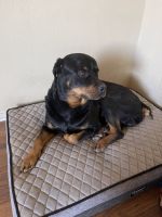 Rottweiler Puppies for sale in El Paso, Texas. price: NA