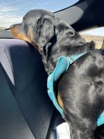Rottweiler Puppies for sale in El Paso, Texas. price: NA