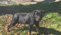 Rottweiler Puppies for sale in Olean, New York. price: $1,400