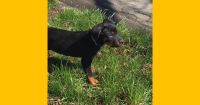 Rottweiler Puppies for sale in Olean, New York. price: $800