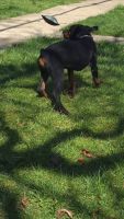 Rottweiler Puppies for sale in Olean, New York. price: $850