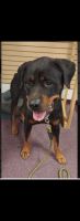 Rottweiler Puppies for sale in Kennesaw, Georgia. price: NA