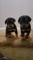 Rottweiler Puppies for sale in Pottstown, Pennsylvania. price: $1,250