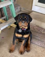 Rottweiler Puppies for sale in Lodi, California. price: $2,000