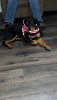 Rottweiler Puppies for sale in Corydon, Indiana. price: $800