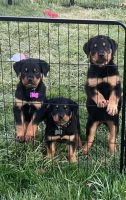 Rottweiler Puppies for sale in Warren, OH, USA. price: $500