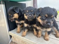 Rottweiler Puppies for sale in Zion, Illinois. price: $800
