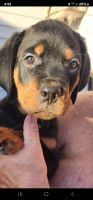 Rottweiler Puppies for sale in Quakertown, Pennsylvania. price: NA