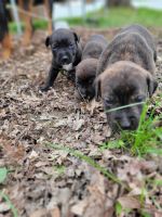 Rottweiler Puppies for sale in Warren, Ohio. price: $200,250