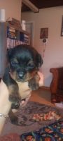 Rottweiler Puppies for sale in Salinas, California. price: $1,200