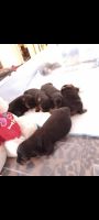 Rottweiler Puppies for sale in Decatur, Georgia. price: $2,000