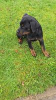 Rottweiler Puppies for sale in Olean, New York. price: $600