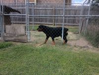 Rottweiler Puppies for sale in Orange, TX, USA. price: $120,000