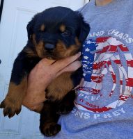 Rottweiler Puppies for sale in Hillsboro, Ohio. price: $800