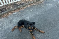 Rottweiler Puppies for sale in Jackson, New Jersey. price: $2,000