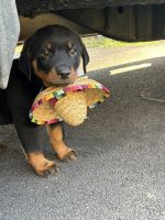 Rottweiler Puppies for sale in Quakertown, Pennsylvania. price: $1,500