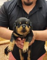 Rottweiler Puppies for sale in Four Oaks, North Carolina. price: $1,500